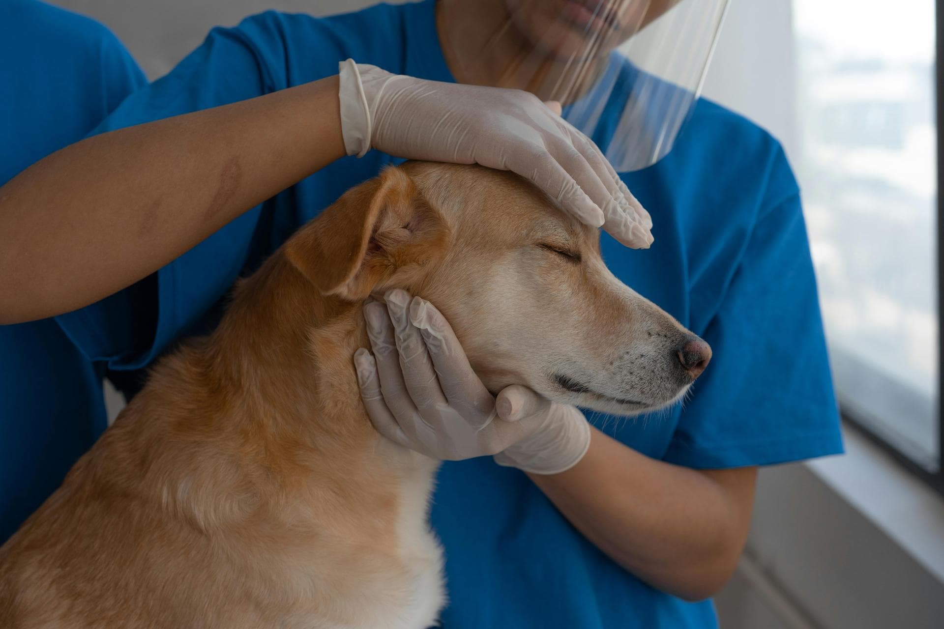 Specialist Vets in Hagerstown